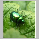 Chrysolina herbacea - Blattkaefer 05.jpg